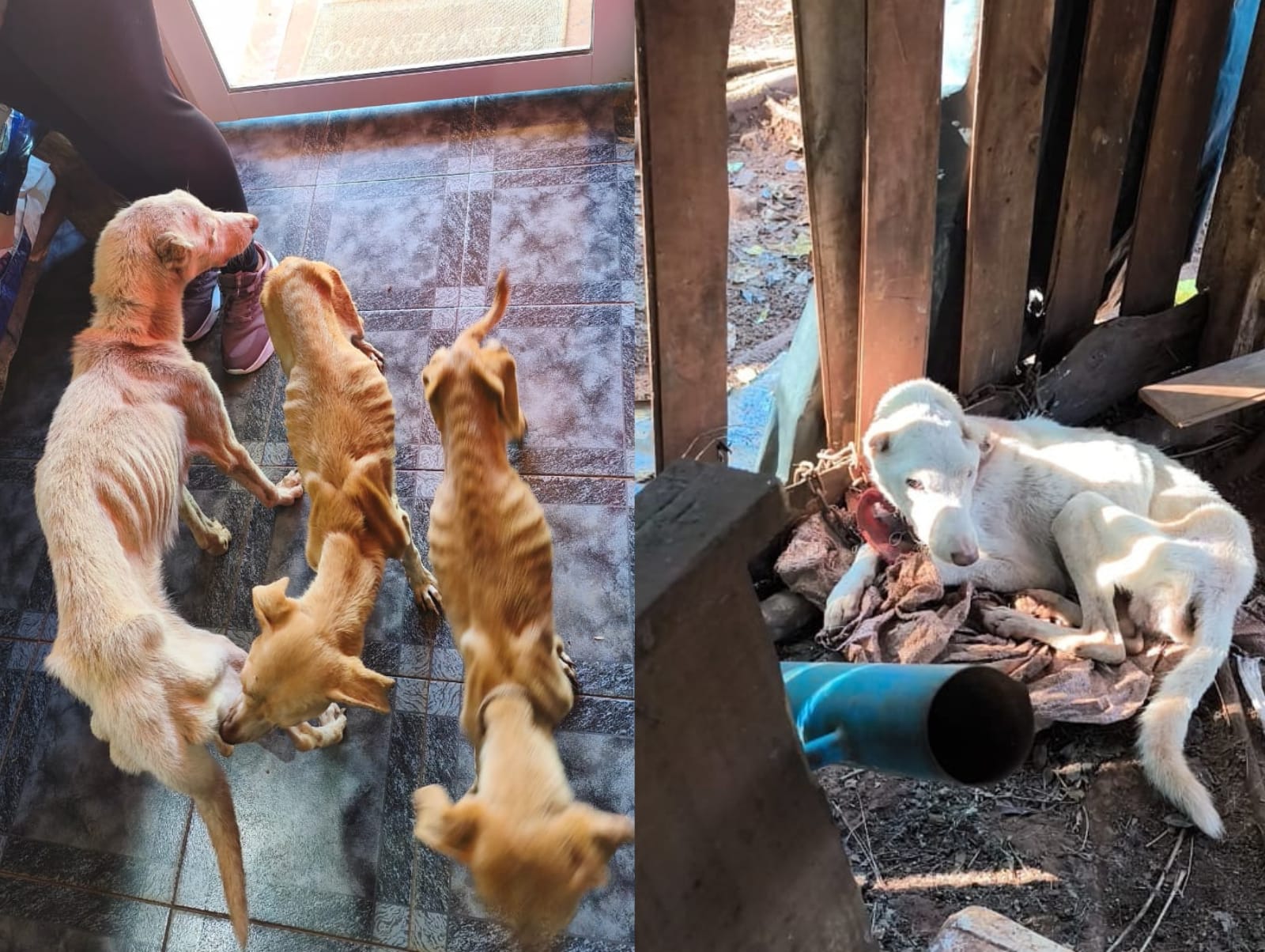 Rescataron tres perros en estado de abandono en Santo Pipó tras la denuncia de una proteccionista